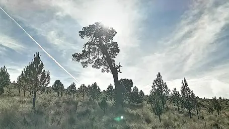 Sendero del Lince - Ruta del Felino Salvaje | Naturaleza en Estado Puro